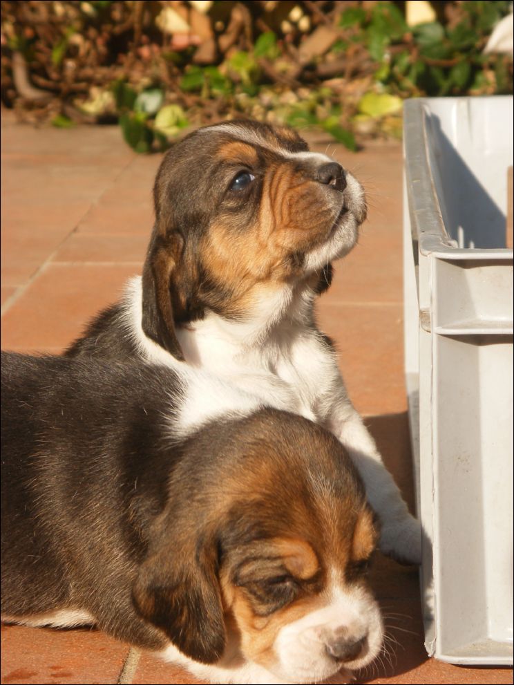 cuccioli amelie-82